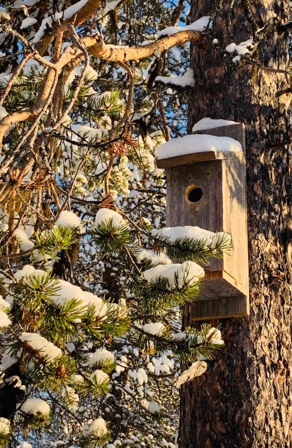 Off-Grid Cabin In Nattavaara Lapland المظهر الخارجي الصورة